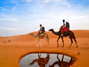 Two camels walking in the desert